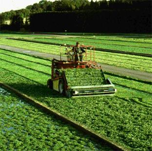 The Alresford Watercress Festival